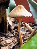 IMG_2659-EDIT.jpg