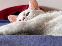 IMG_3009.JPG