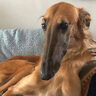 Longboi